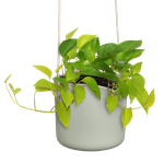 b.for swing 18cm stone green